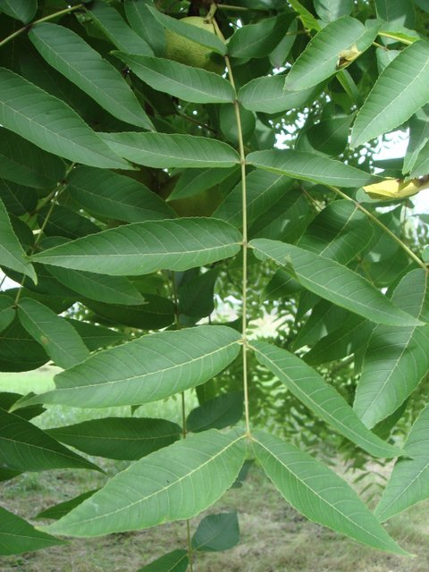 Juglans nigra feuille